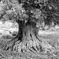 terrorisme-ben-guerdane