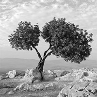 poem-syria-palestine